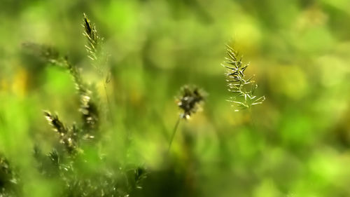 Close-up of dandelion on field