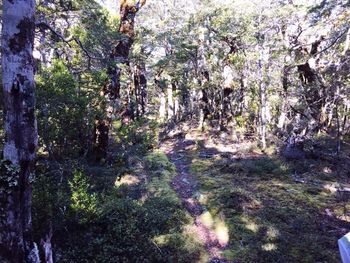 Trees in forest