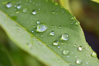 Green leaf with water drops after rain