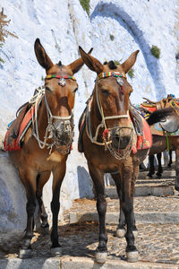 Horses standing in horse