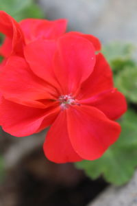 Close-up of red hibiscus blooming outdoors