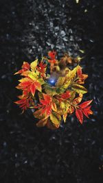 Close-up of flowers against blurred background