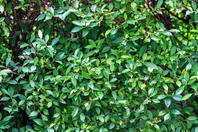 Full frame shot of fresh green plants