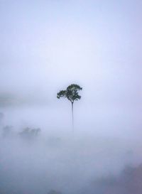 Low angle view of trees against sky