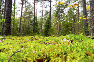 Scenic view of forest