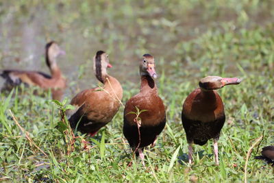 Black-bellied whistling-ducks showing back, front, top view of head