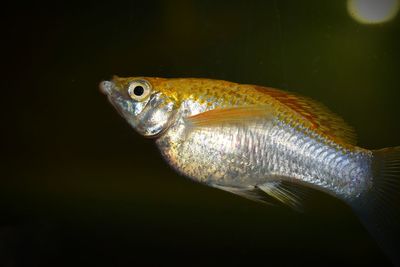 Close-up of fish swimming in sea