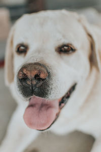 Close-up portrait of dog