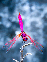 Close-up of dragonfly on twig