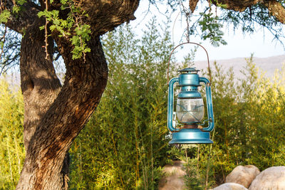 Close-up of lantern hanging on tree trunk