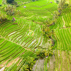 High angle view of rice paddy