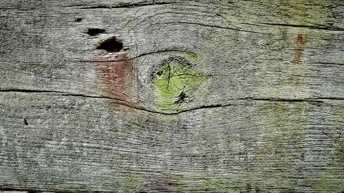 Full frame shot of tree trunk