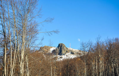 Low angle view of trees against blue sky