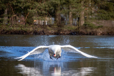 Swan swimming in lake