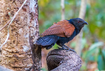 Beautiful bird greater coucal or crow pheasant  on branch in nature