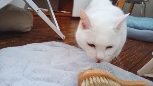 Close-up portrait of cat sitting on bed at home