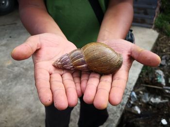 Close-up of hand holding shell