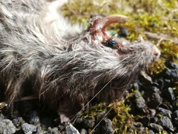 Close-up of dog lying on land