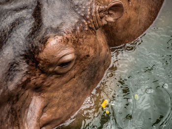 Close-up of horse in sea