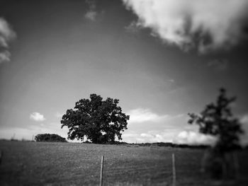 Trees on field against cloudy sky