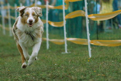 Close-up of dog on field