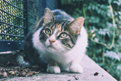 Portrait of a sweet cat