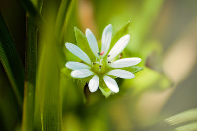 Close-up of white flowers