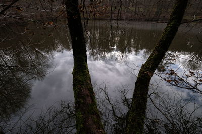 Scenic view of bare trees in forest