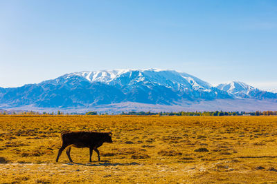 Horse grazing on field against mountain