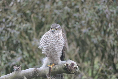 Close-up of owl perching on tree