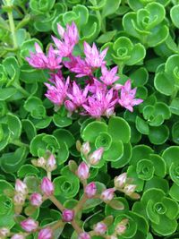 Close-up of pink flower