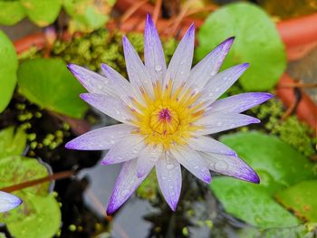 Close-up of wet purple flower