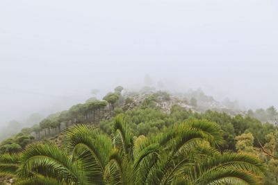 Scenic view of trees and mountains against sky