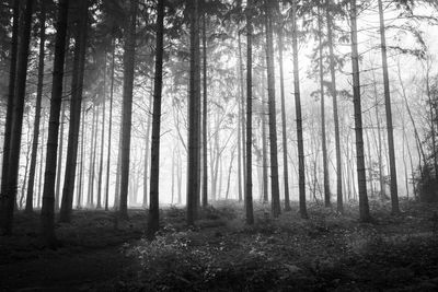 Pine trees in forest