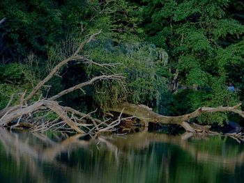 Scenic view of lake with trees in background