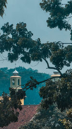 Trees and buildings against sky