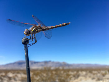 Close-up of dragonfly on rock against sky