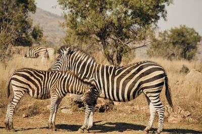 Zebra standing on field