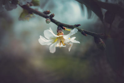 Close-up of white flowers on branch