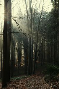 Trees in forest against sky