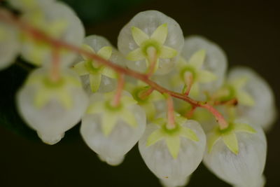 Close-up of white flowers