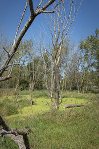 Trees on grassy field