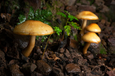 Close-up of mushrooms growing on field