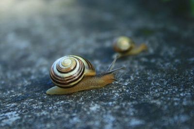 Close-up of snail