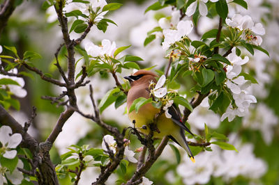 Low angle view of bird perching on tree