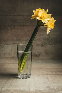 Yellow daffodils in a glass of water. still life. daylight. high quality photo