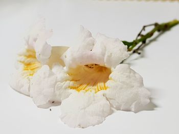 Close-up of white flowering plant