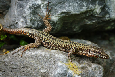 Close-up of lizard on rock