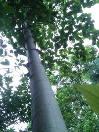 Low angle view of trees