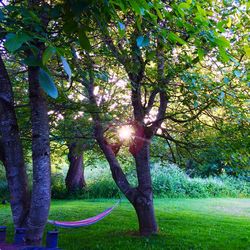 Trees on grassy field
